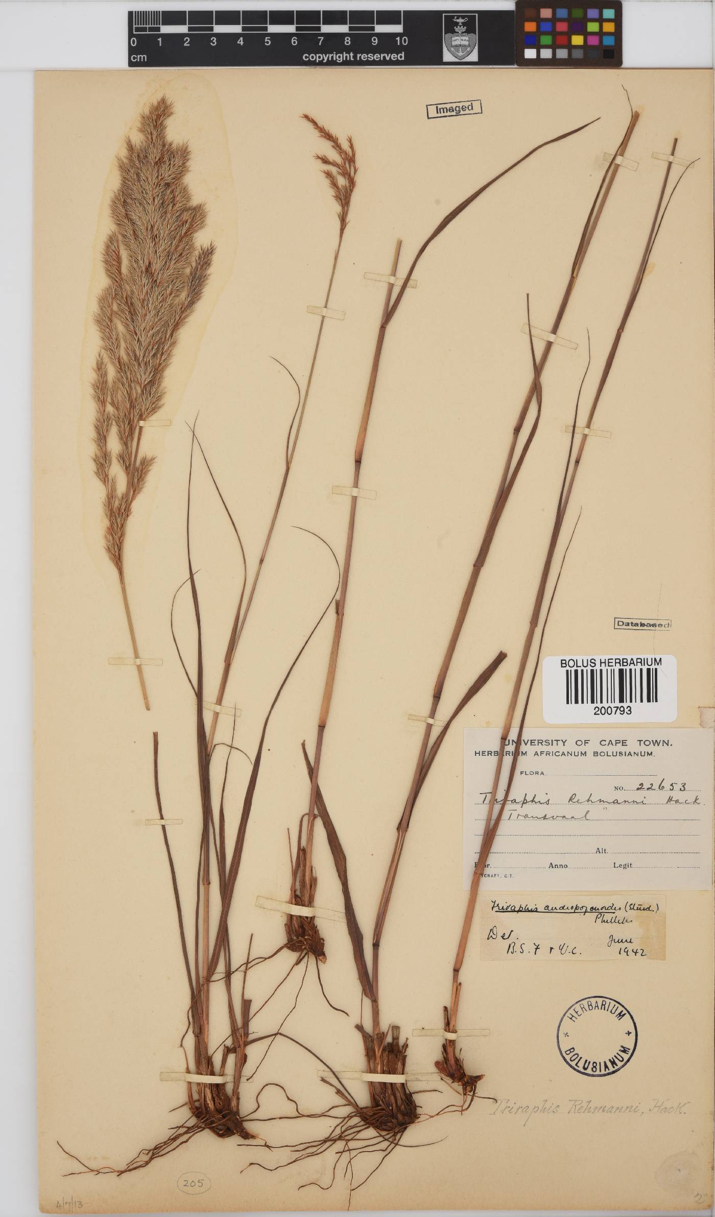 Triraphis andropogonoides image