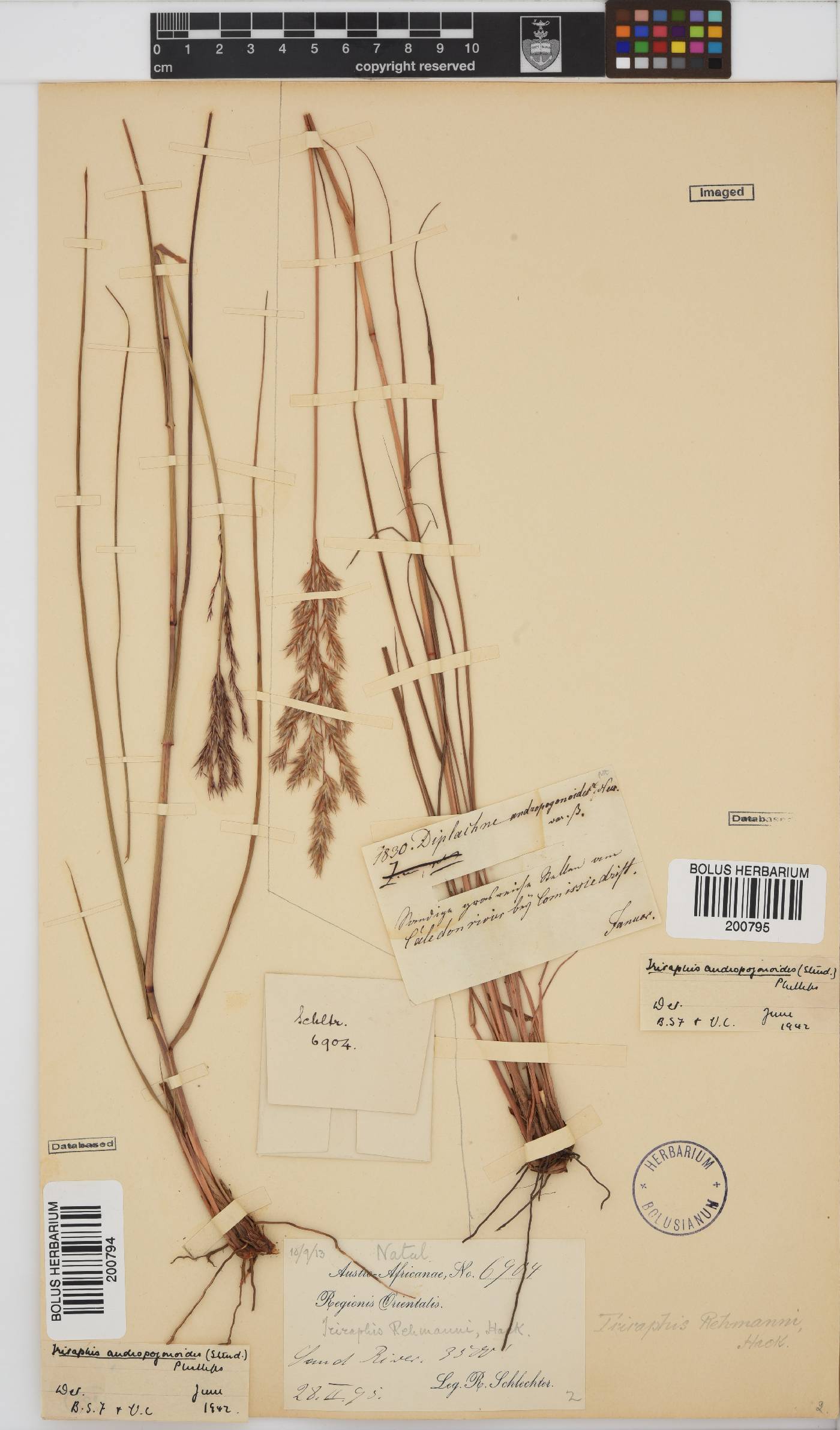 Triraphis andropogonoides image
