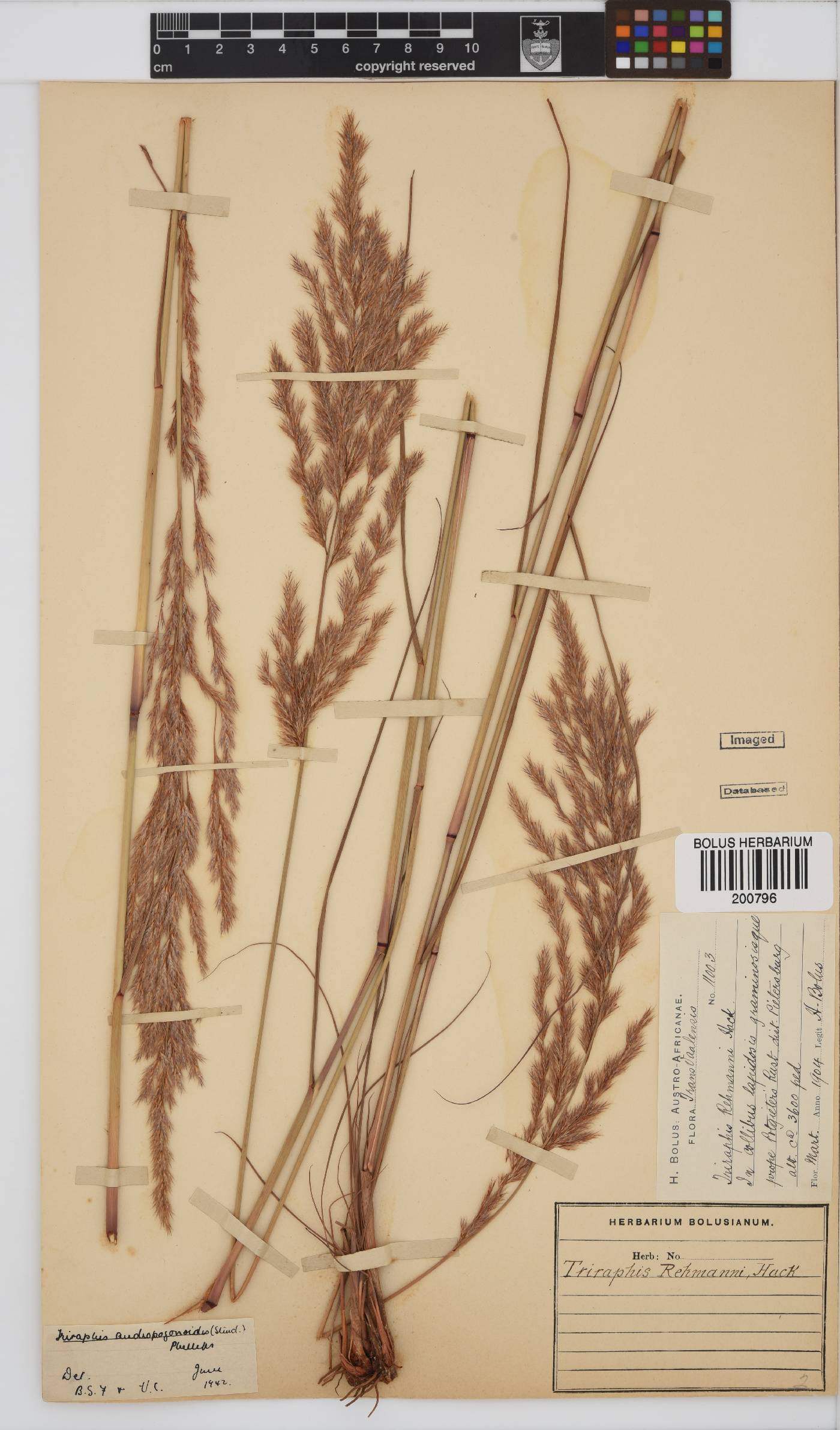 Triraphis andropogonoides image
