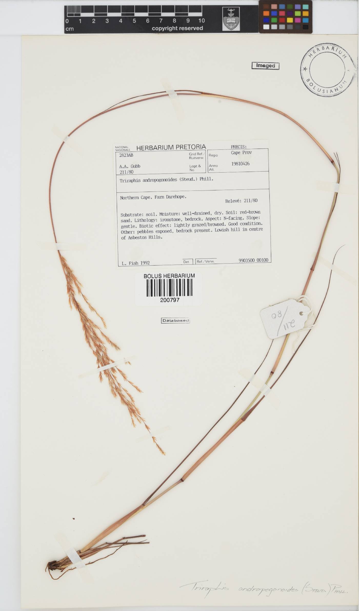 Triraphis andropogonoides image