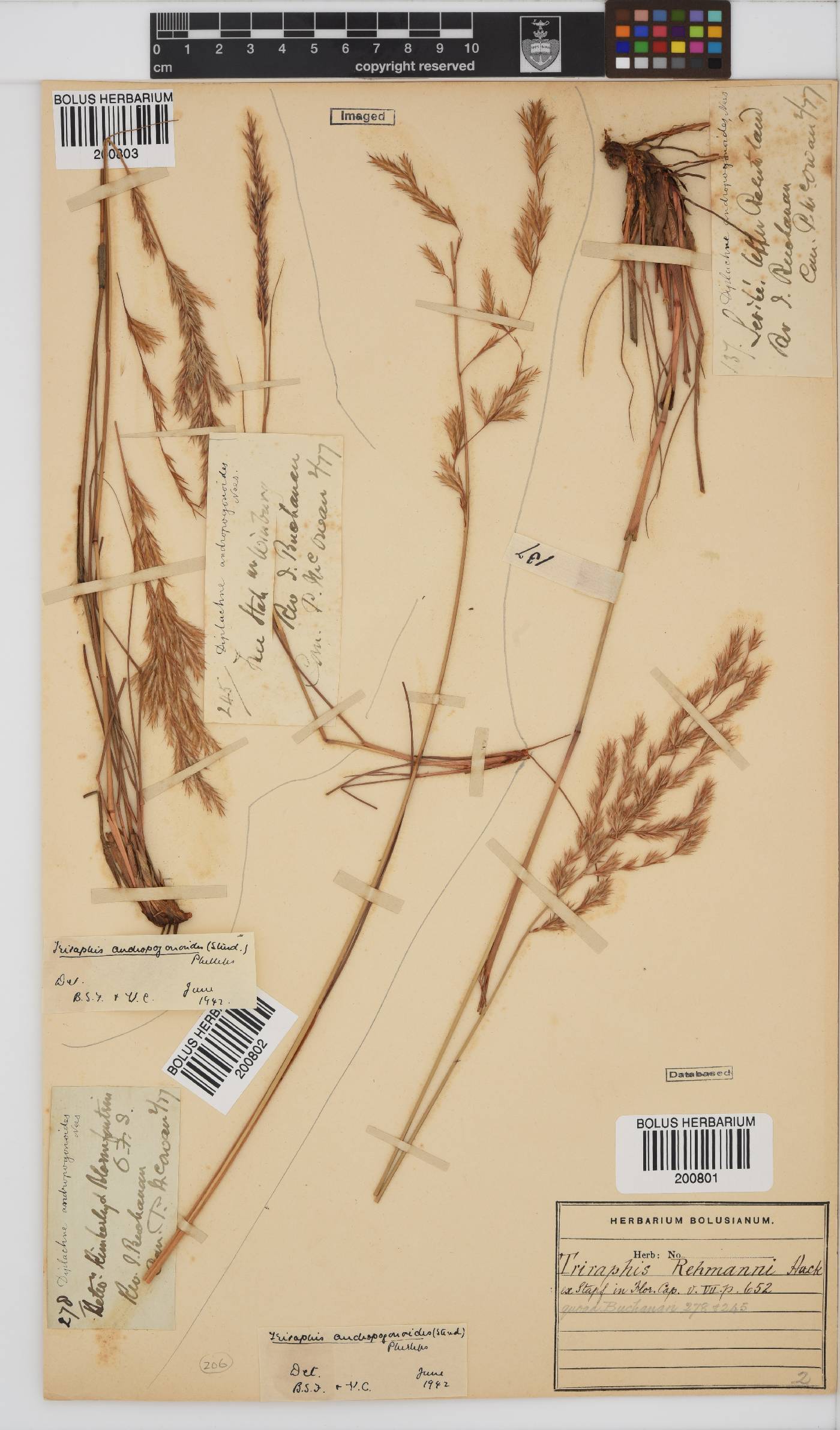 Triraphis andropogonoides image