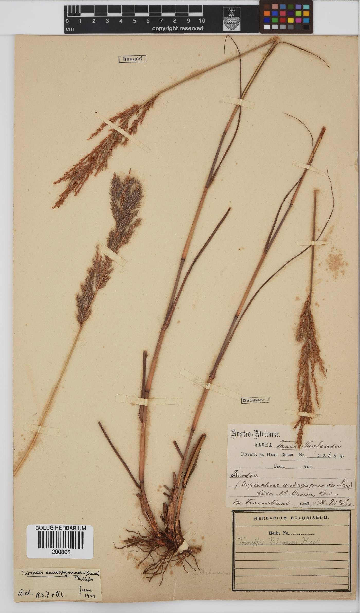 Triraphis andropogonoides image