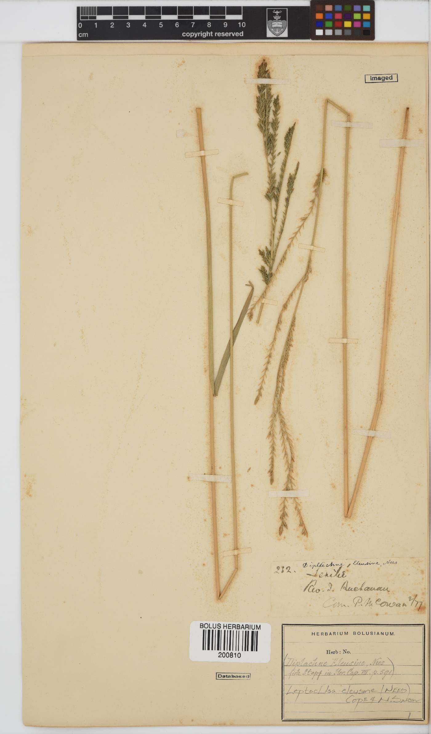 Leptochloa eleusine image