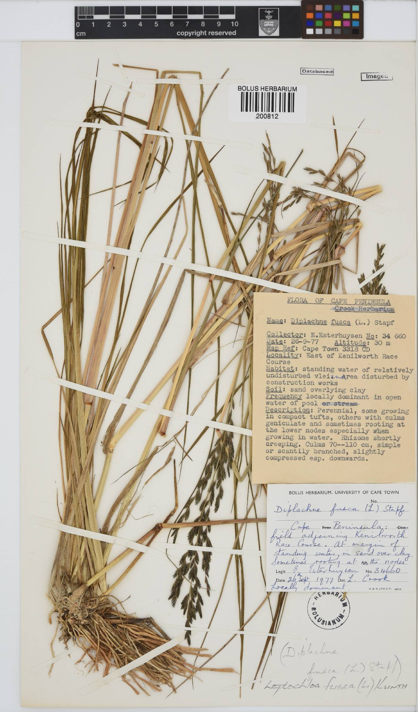 Leptochloa fusca image
