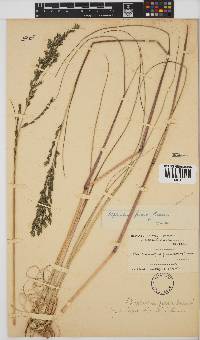 Leptochloa fusca image