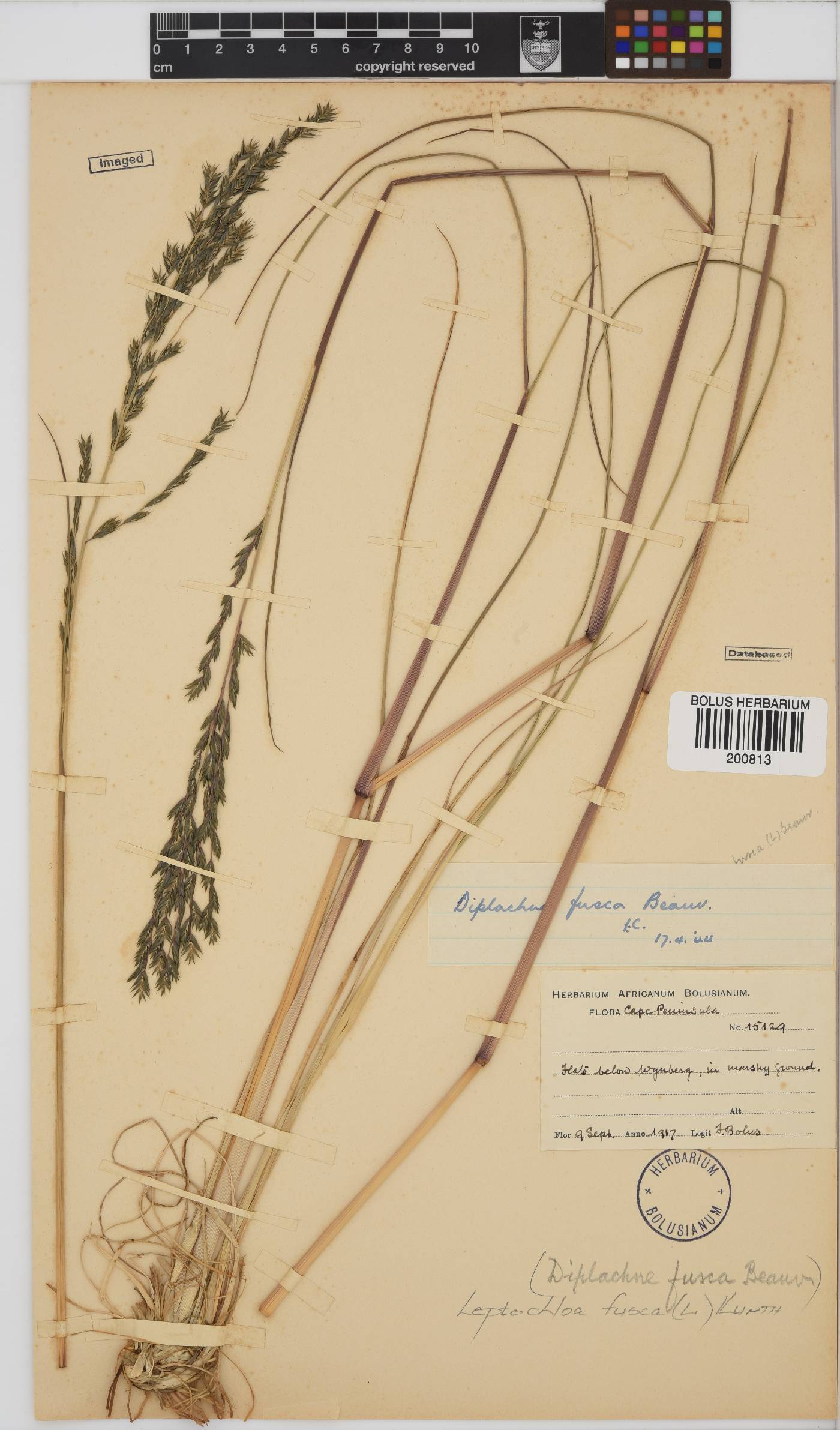 Leptochloa fusca image