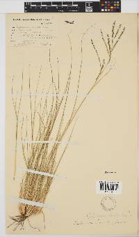 Leptochloa fusca image