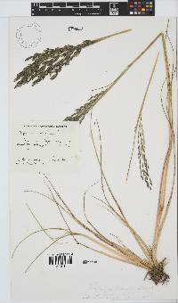 Leptochloa fusca image