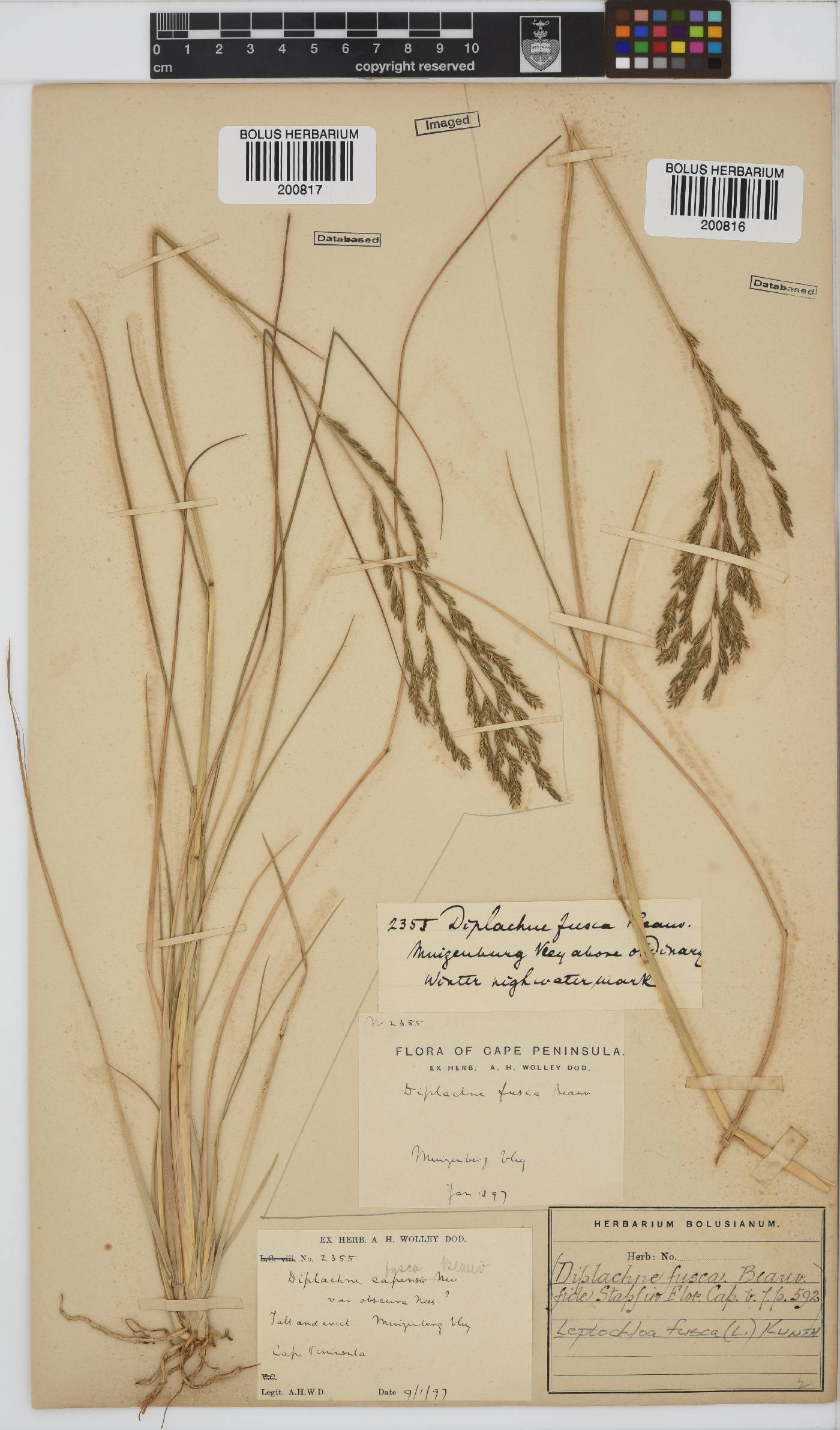Leptochloa image