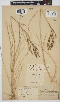 Leptochloa fusca image