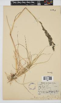 Leptochloa fusca image