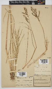 Leptochloa fusca image