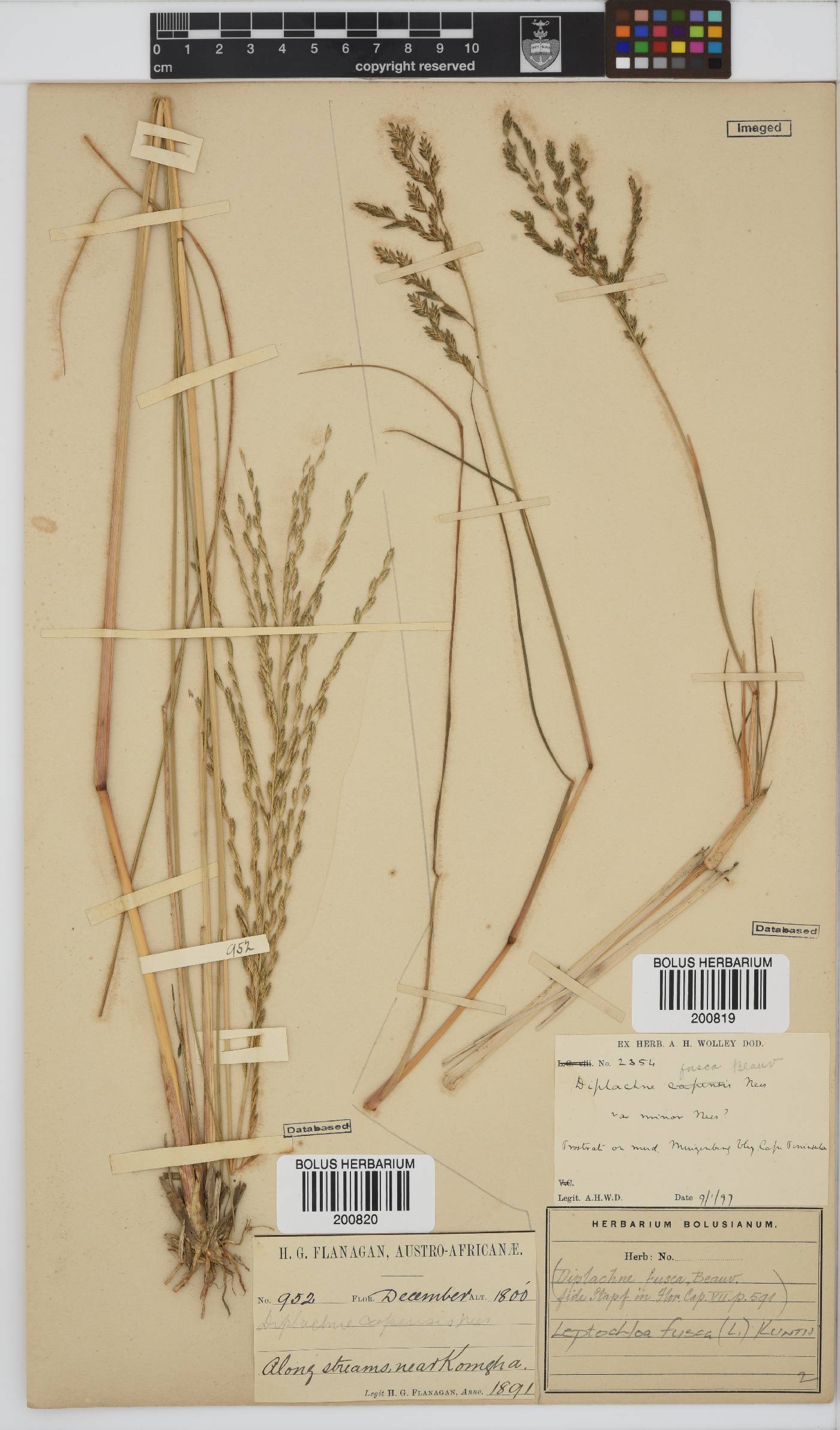 Leptochloa fusca image