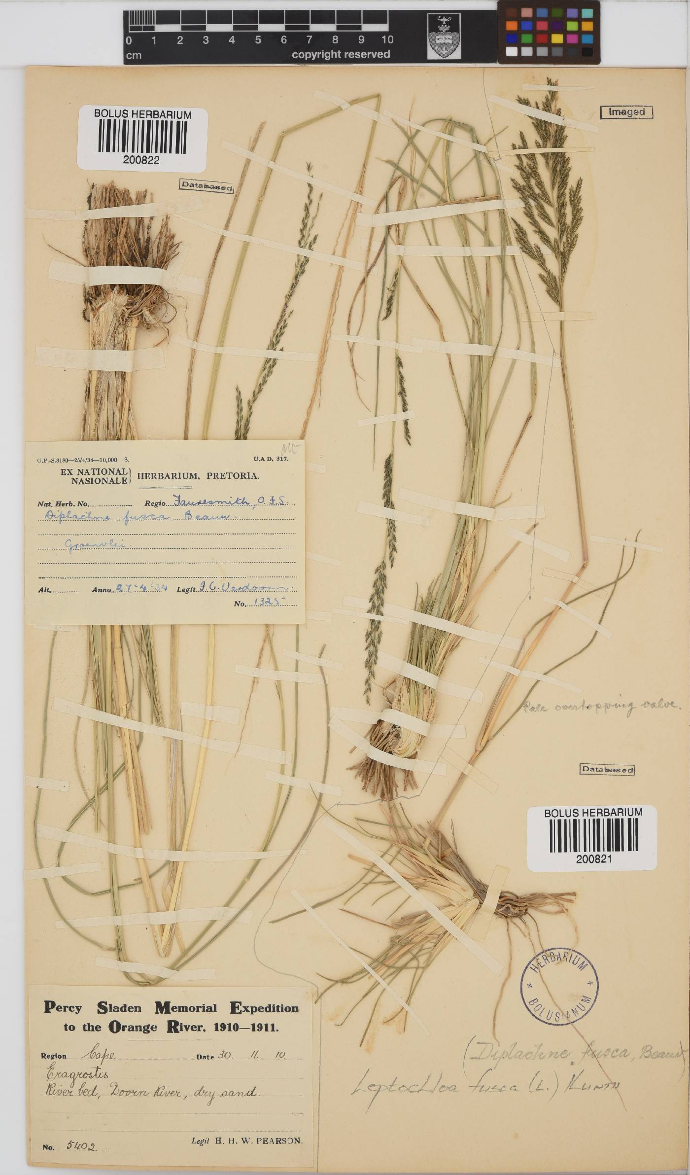 Leptochloa fusca image