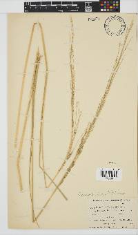 Leptochloa fusca image