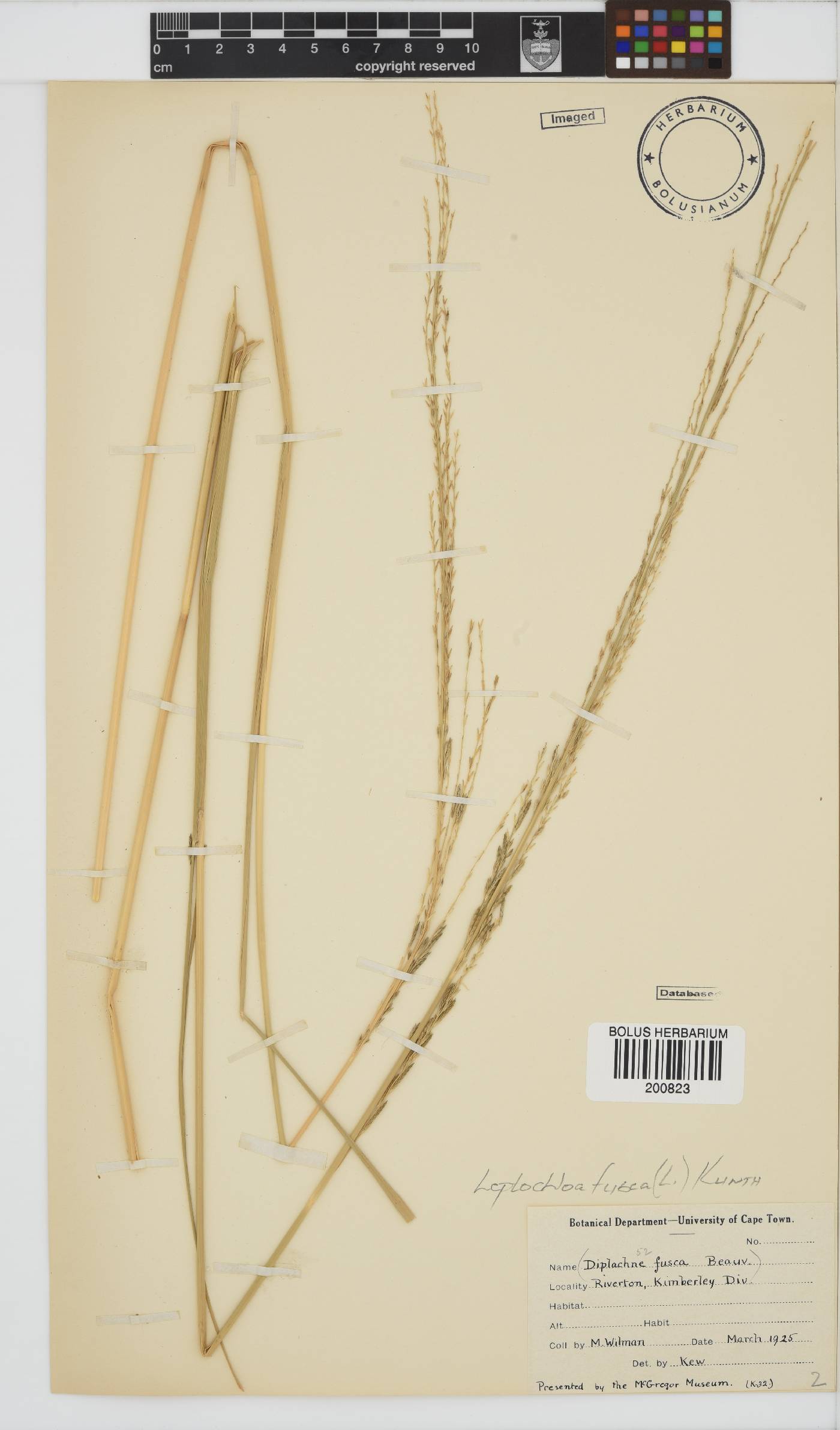Leptochloa fusca image