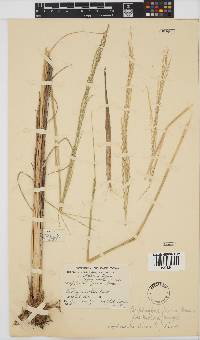 Leptochloa fusca image