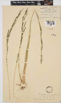 Leptochloa fusca image