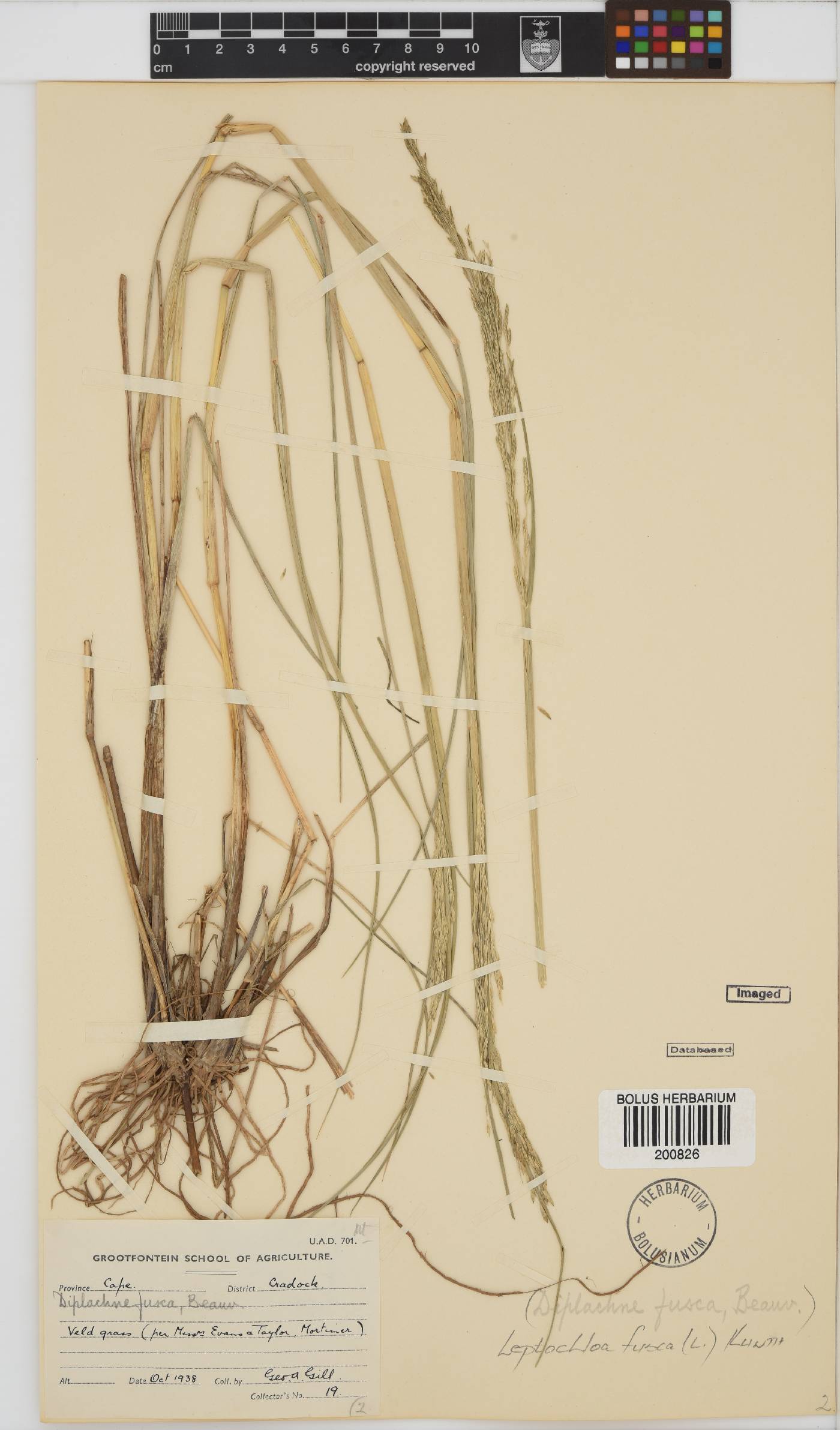 Leptochloa fusca image