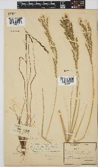 Leptochloa fusca image