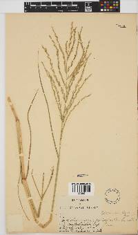 Leptochloa fusca image