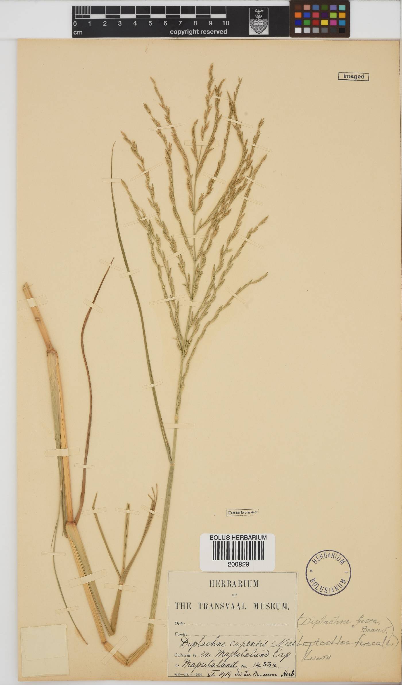 Leptochloa fusca image