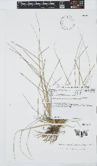 Leptochloa fusca image