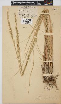 Leptochloa fusca image