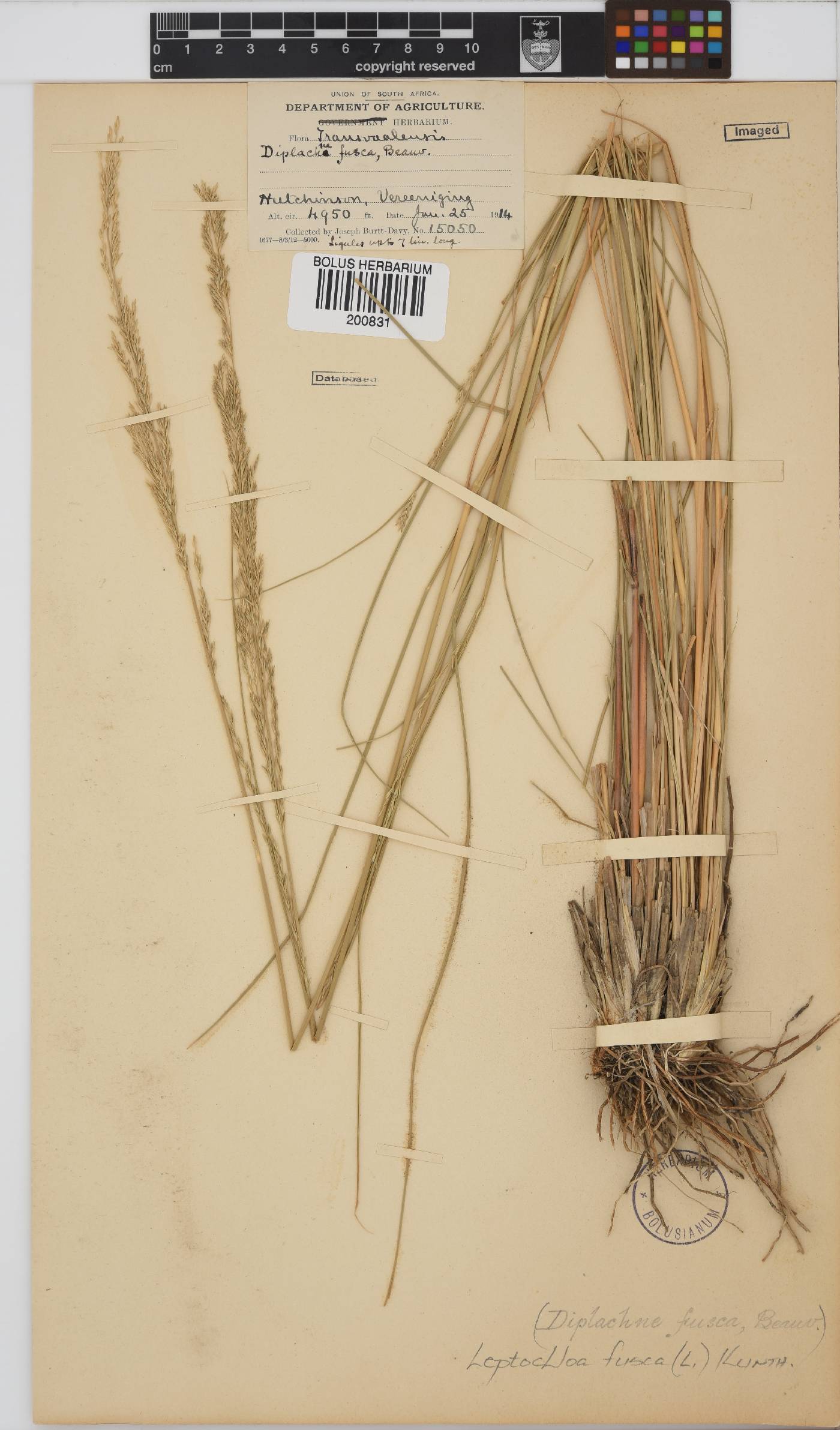 Leptochloa fusca image