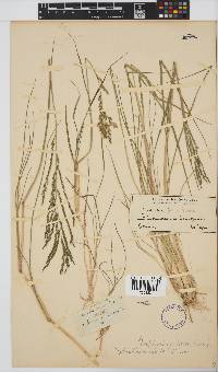 Leptochloa fusca image