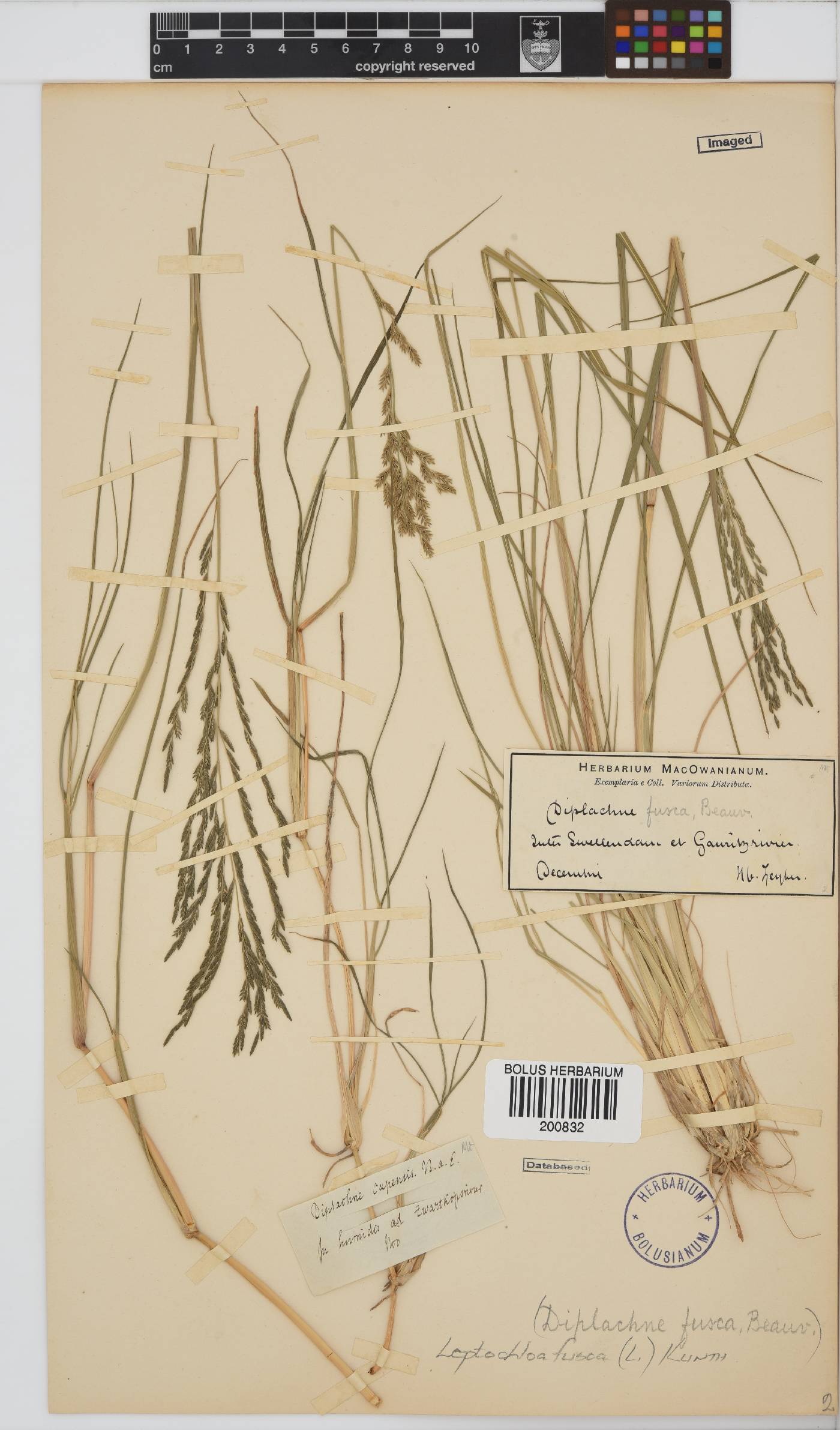 Leptochloa fusca image