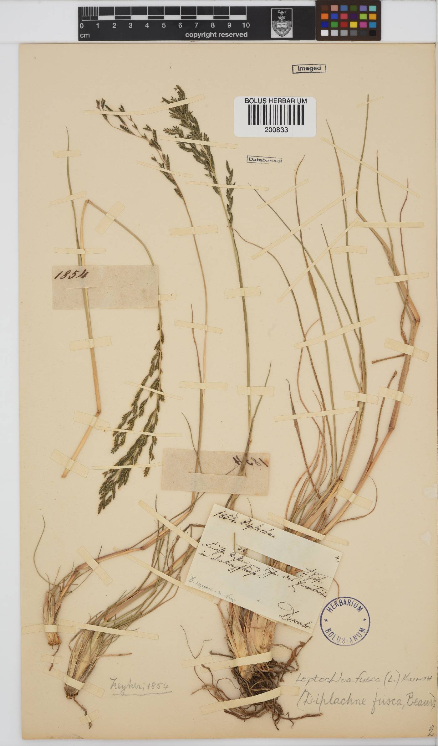 Leptochloa fusca image