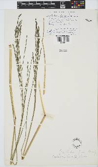 Leptochloa fusca image