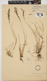 Leptochloa fusca image