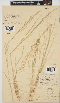 Leptochloa fusca image