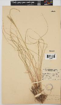 Leptochloa fusca image