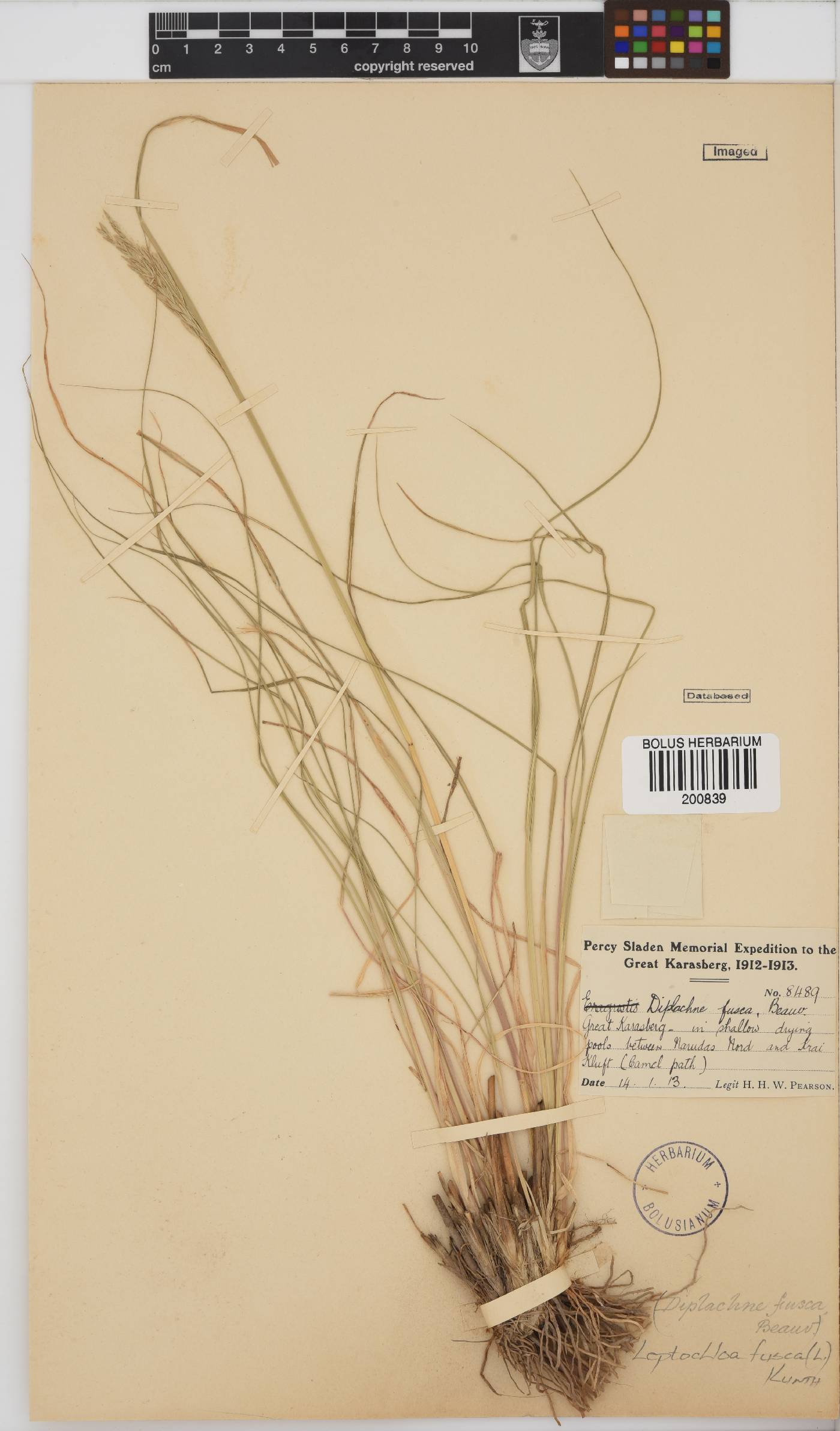 Leptochloa fusca image