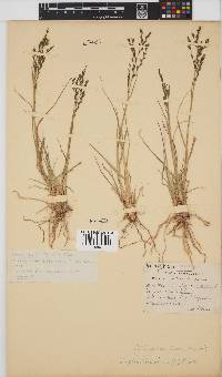 Leptochloa fusca image