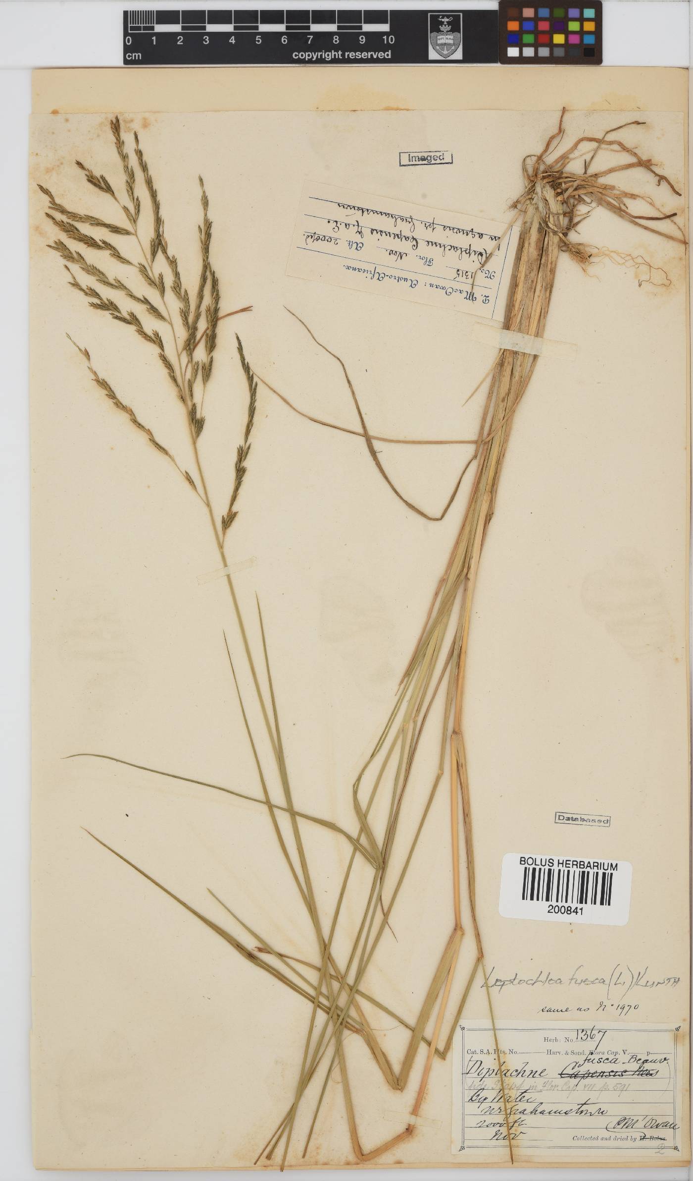 Leptochloa image