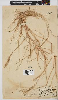 Leptochloa fusca image