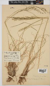 Leptochloa fusca image