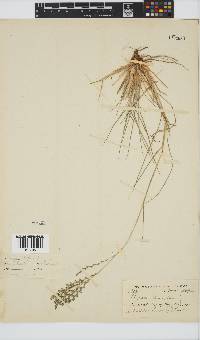 Leptochloa fusca image