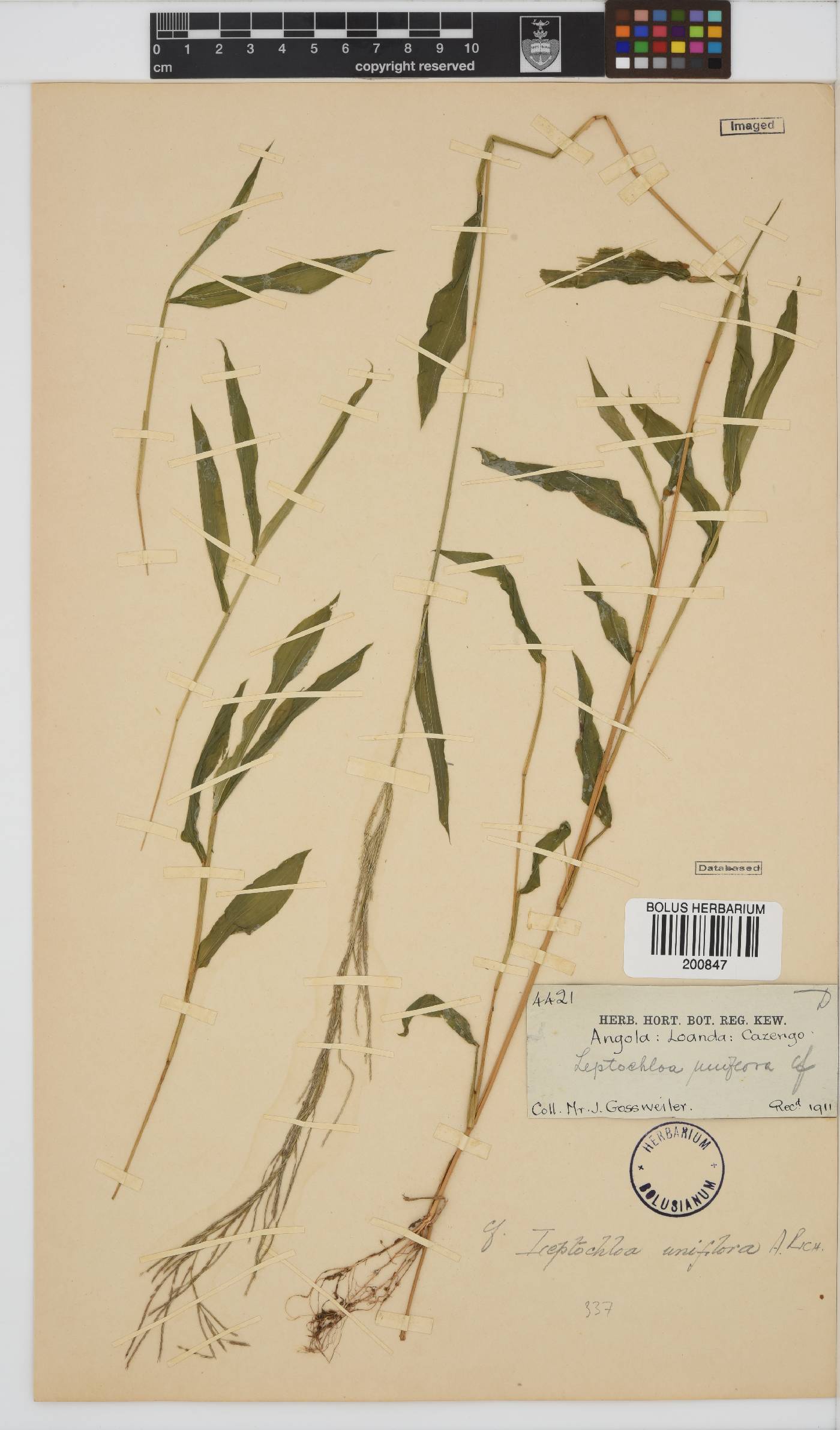 Leptochloa uniflora image