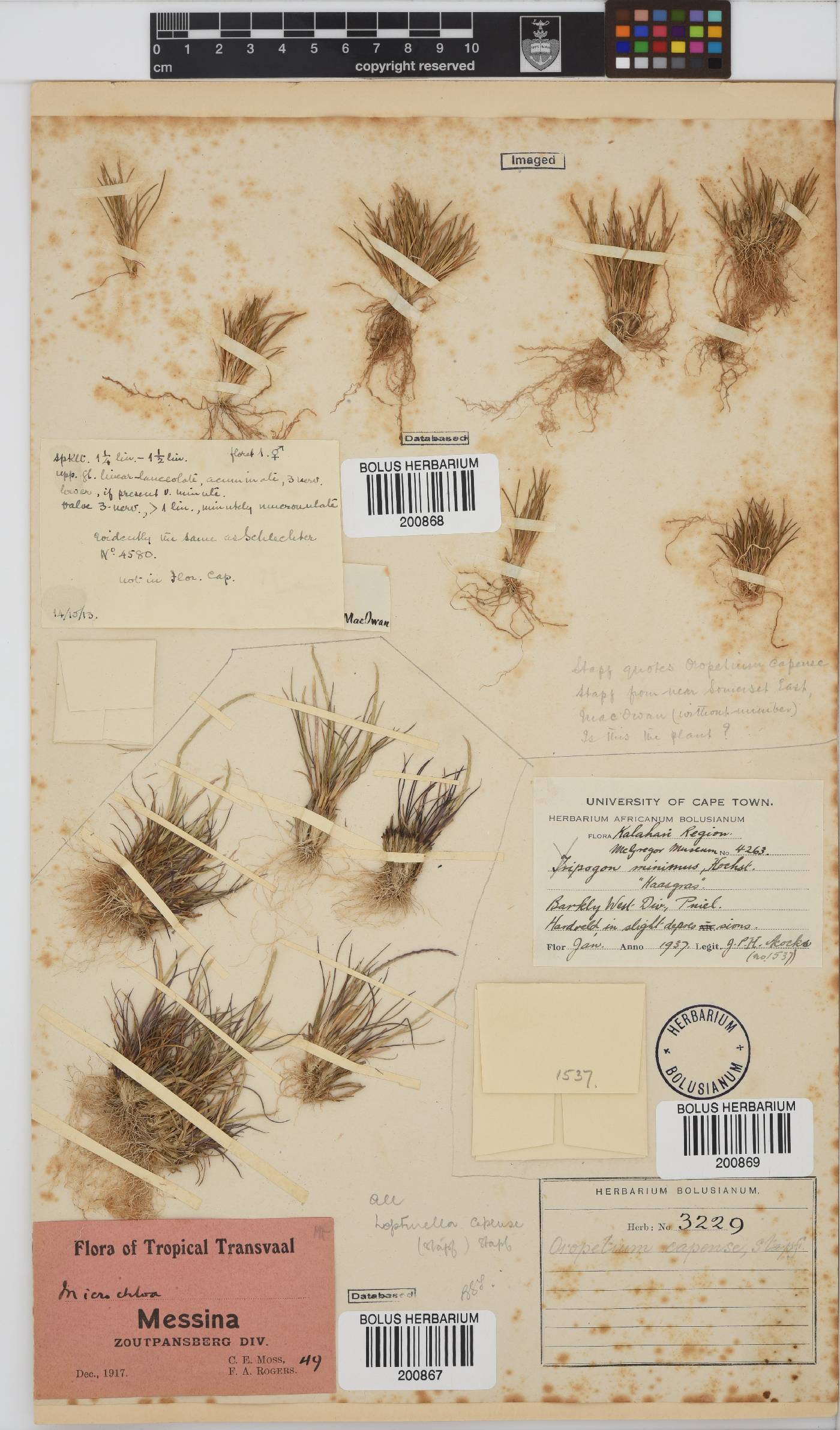 Oropetium capense image