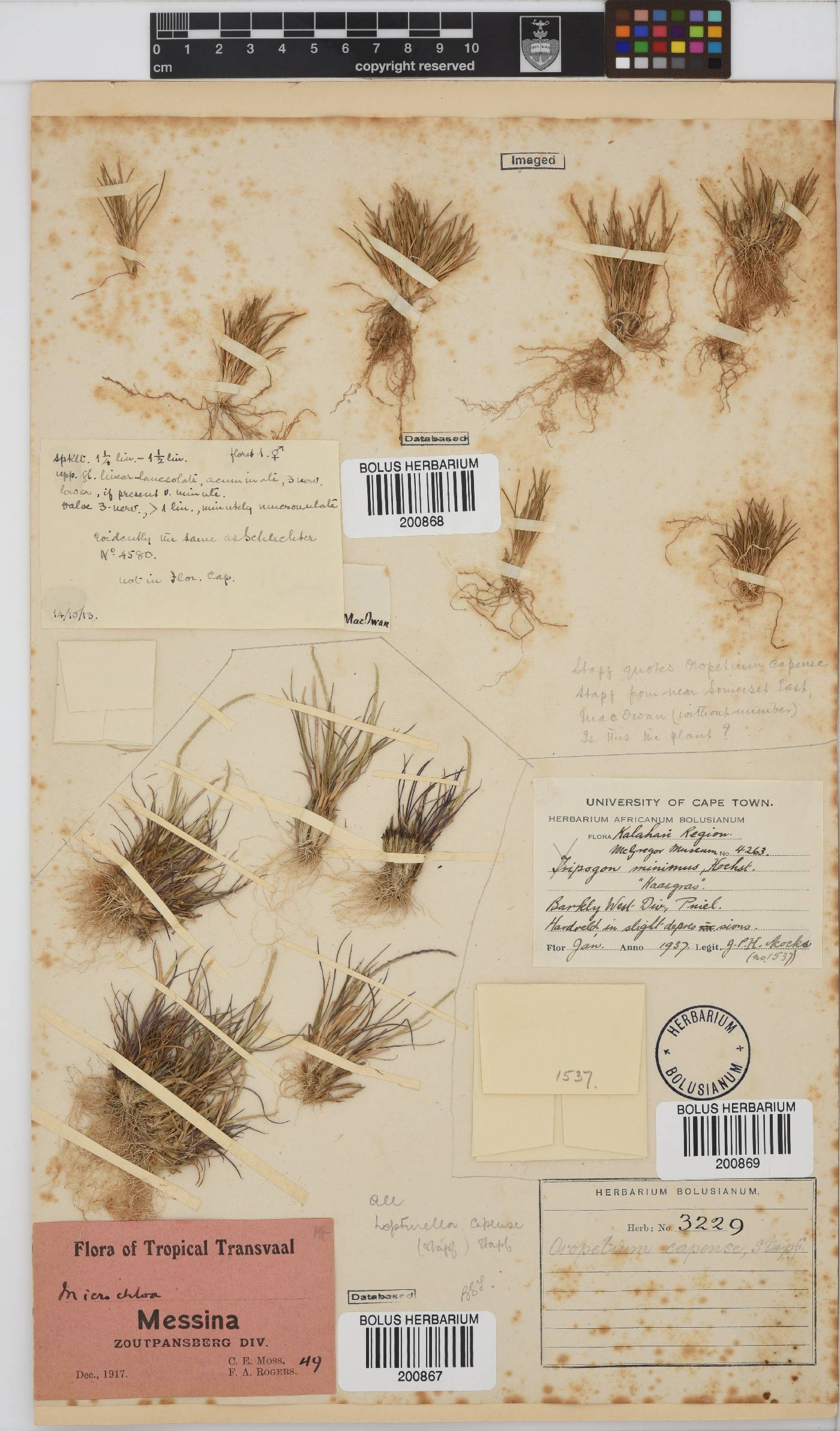 Oropetium capense image