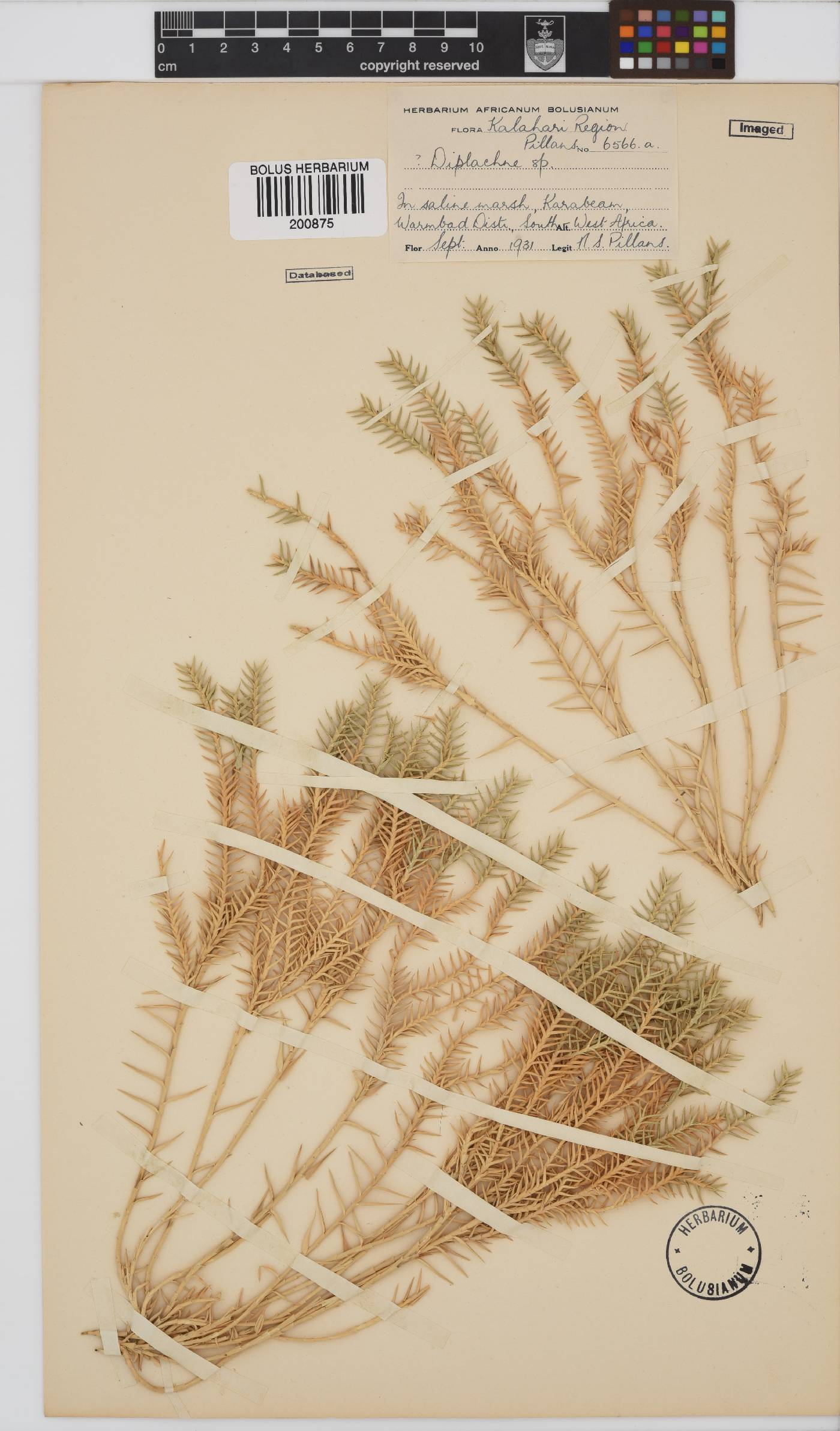 Odyssea paucinervis image