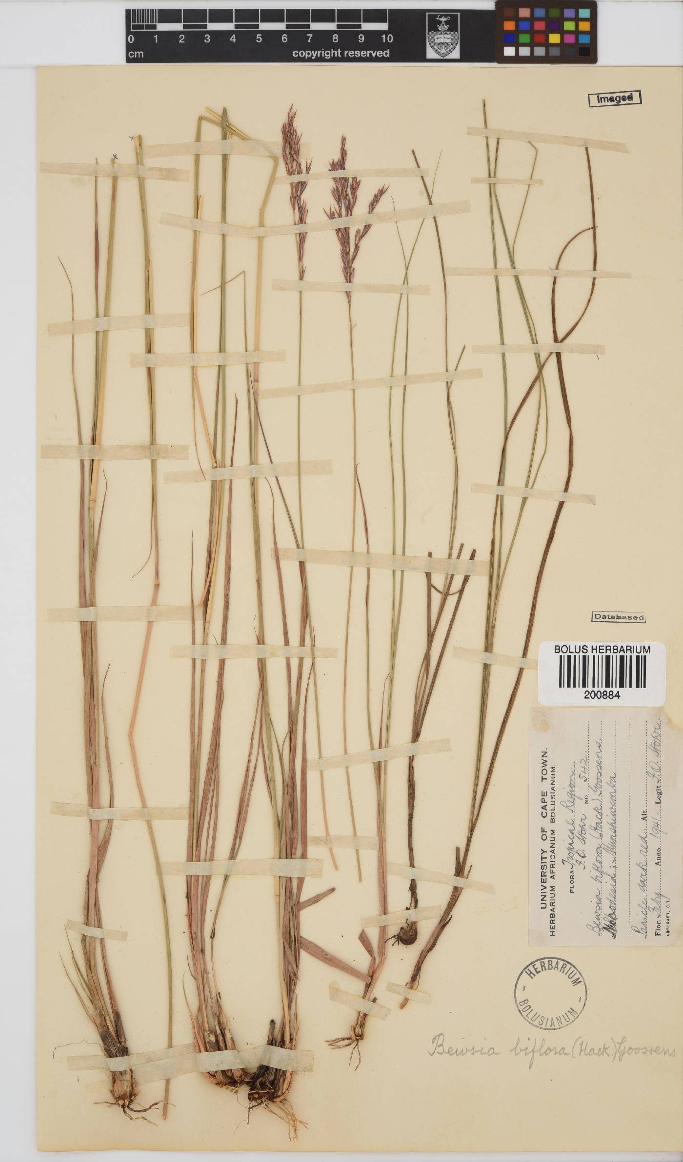 Bewsia biflora image