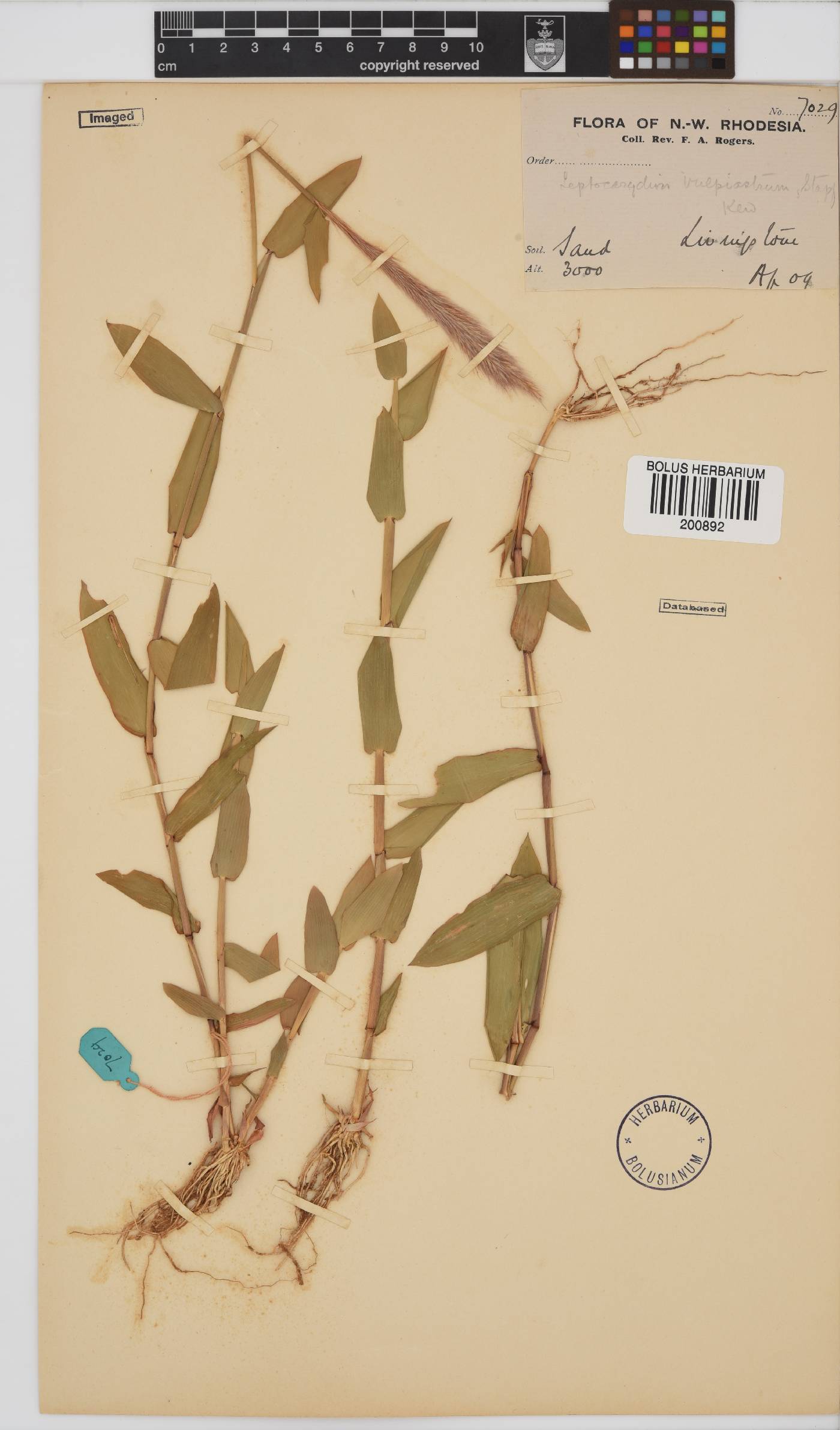 Leptocarydion vulpiastrum image