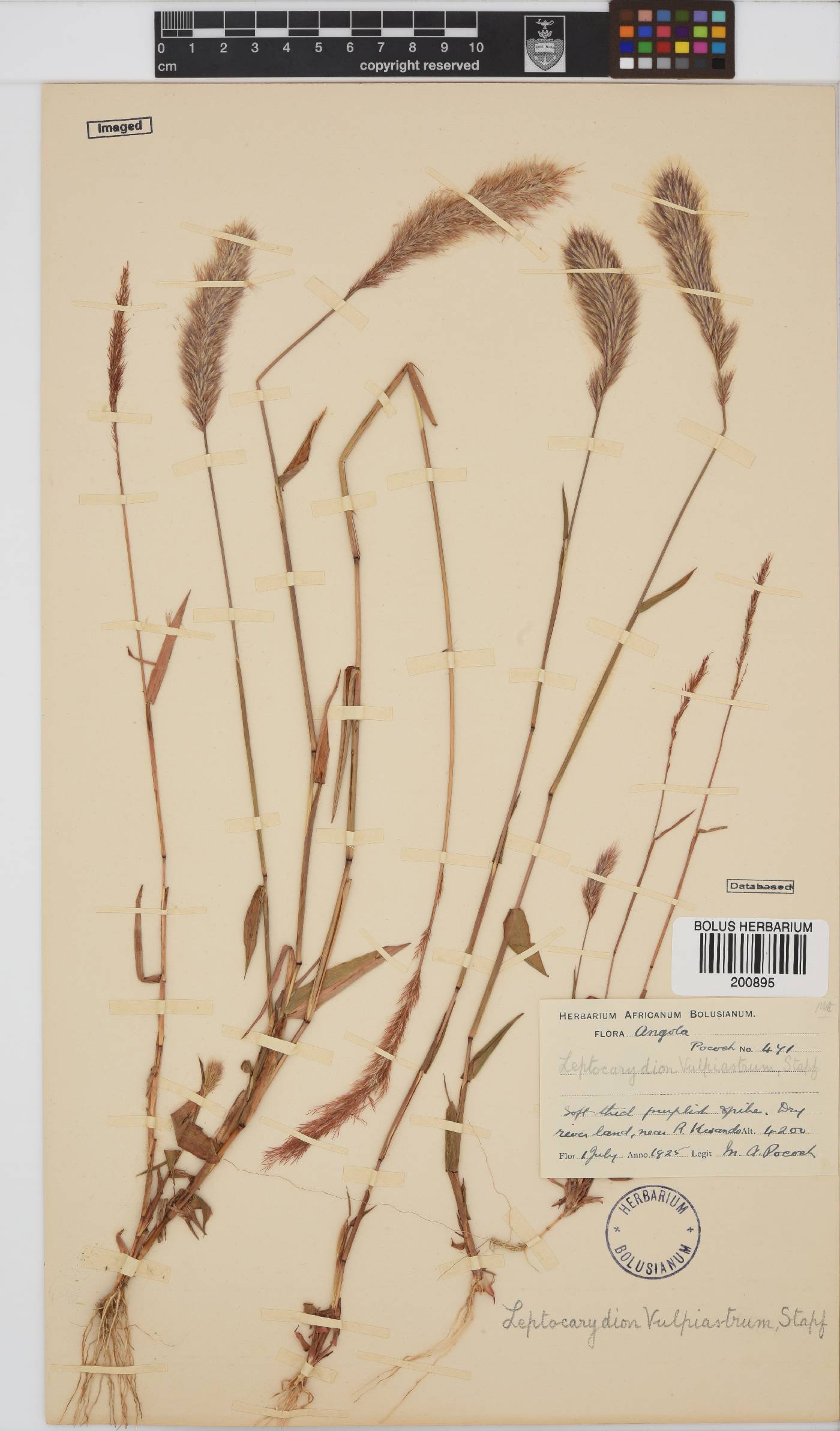 Leptocarydion vulpiastrum image