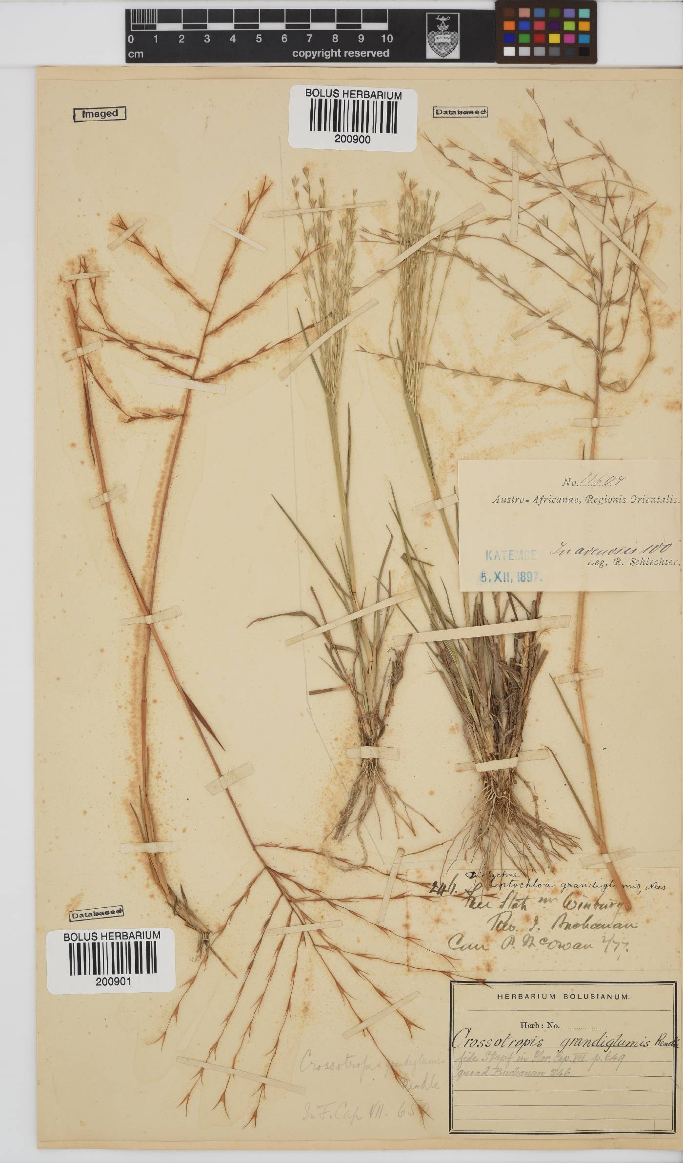 Trichoneura image